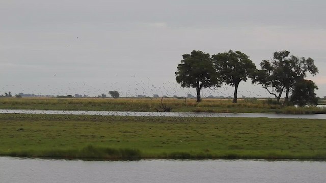 Collared/Black-winged Pratincole - ML645925006