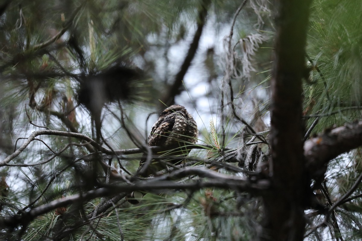 Gray Nightjar - ML645925007