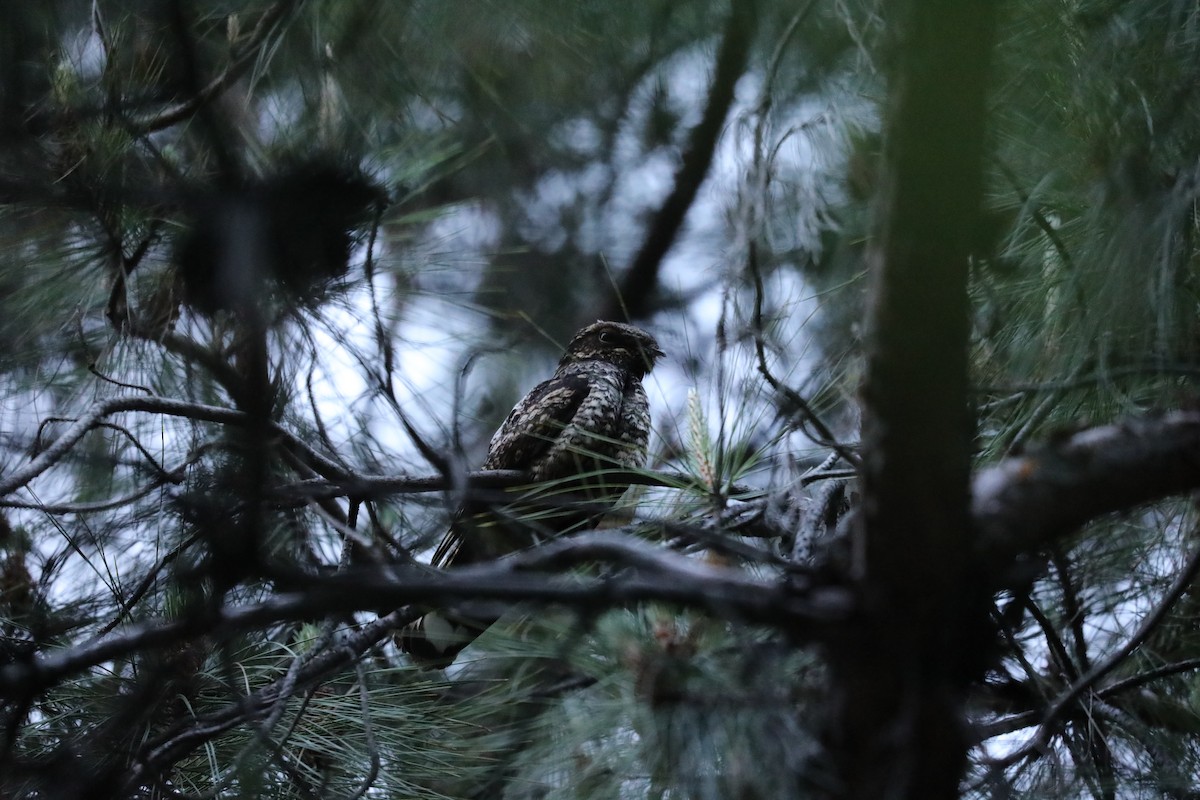 Gray Nightjar - ML645925008