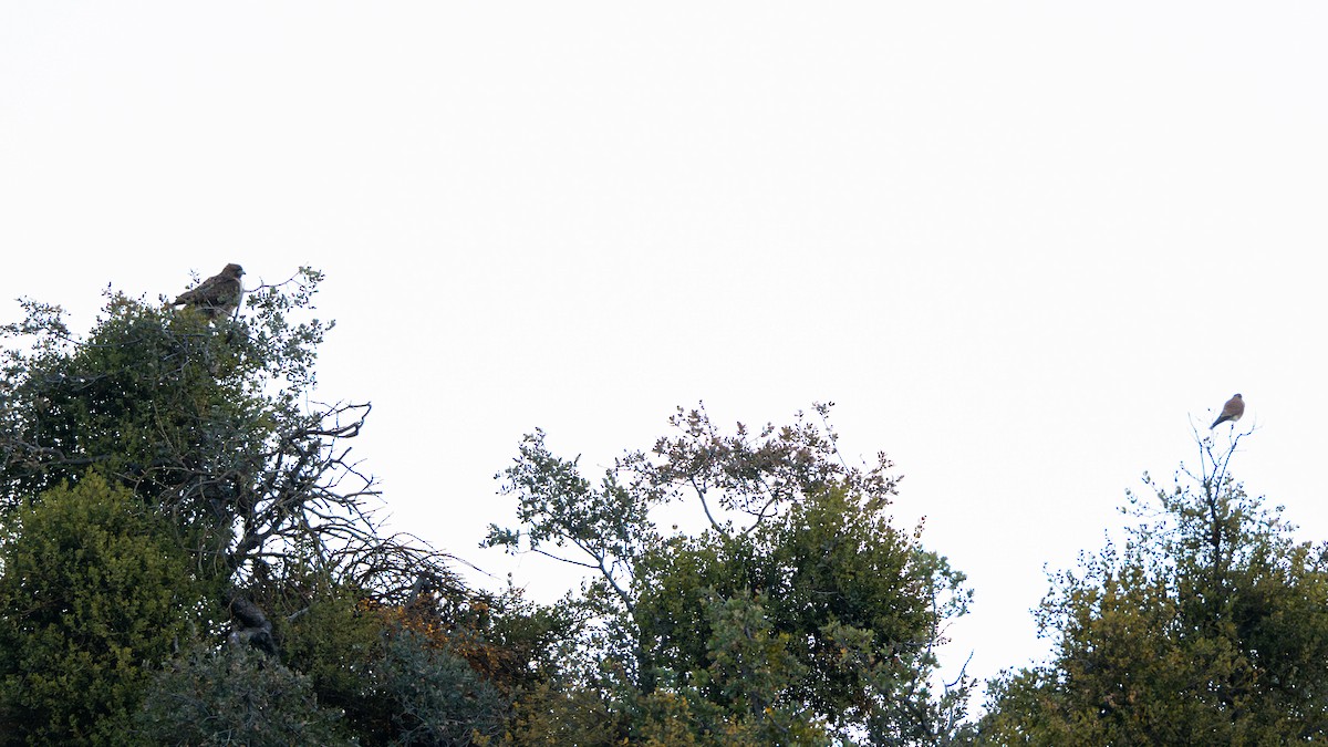 בז אמריקני - ML645925018