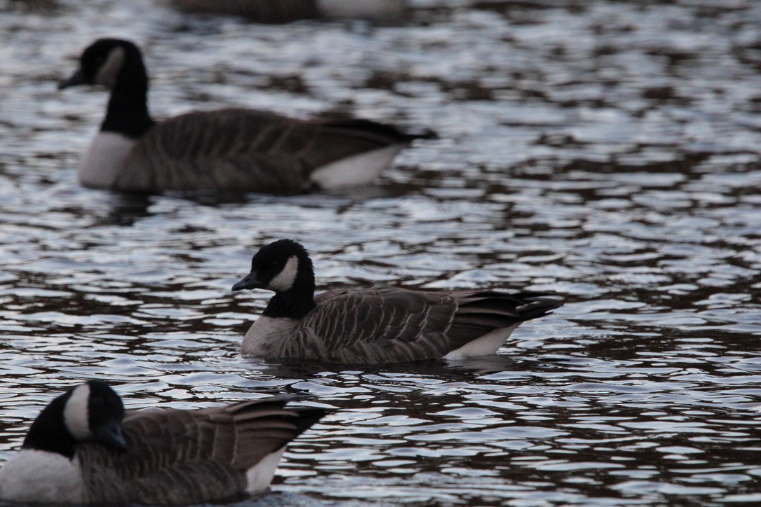 小加拿大雁 - ML645925021