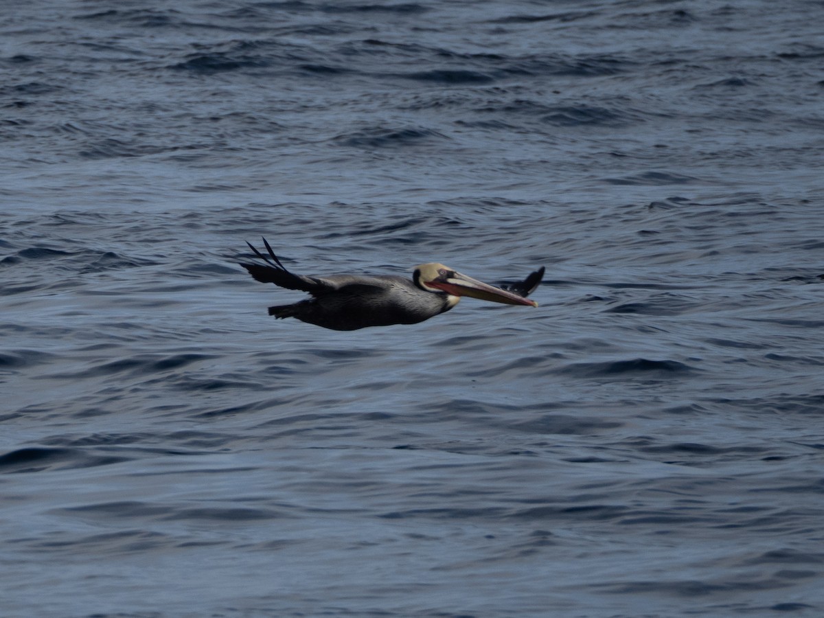 pelikán hnědý - ML645925028