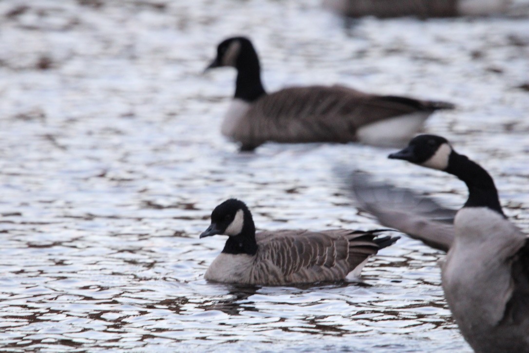 小加拿大雁 - ML645925033