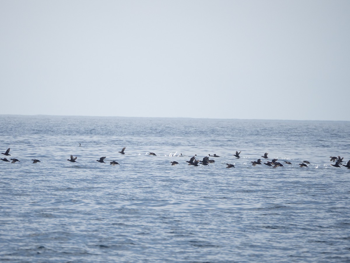 turpan pestrozobý - ML645925034