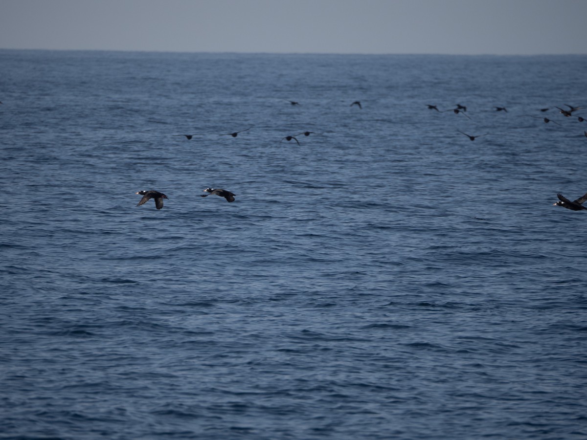 turpan pestrozobý - ML645925035