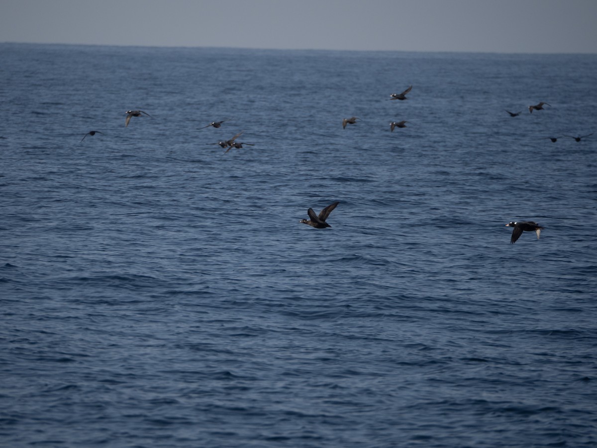 turpan pestrozobý - ML645925036