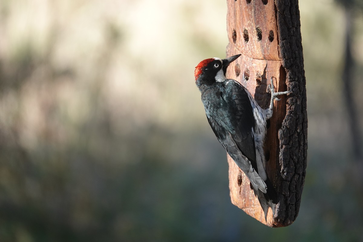 Acorn Woodpecker - ML645925037