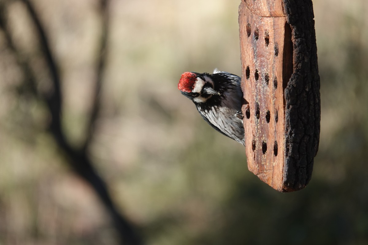 Acorn Woodpecker - ML645925038