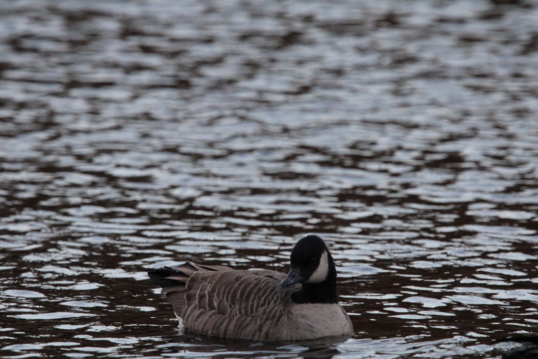 小加拿大雁 - ML645925040