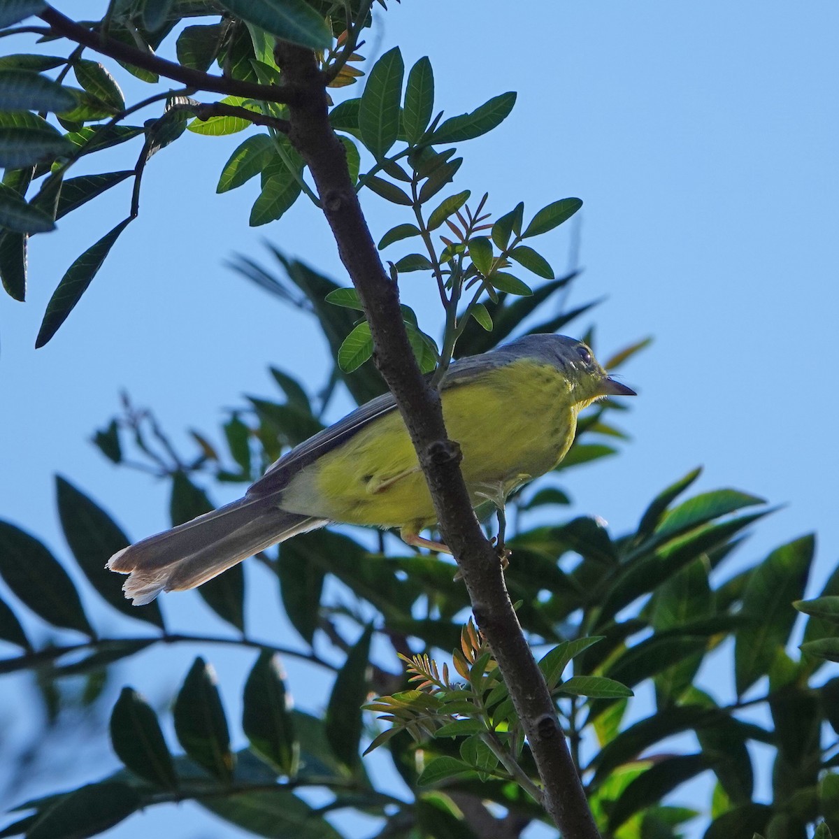 Canada Warbler - ML645925042