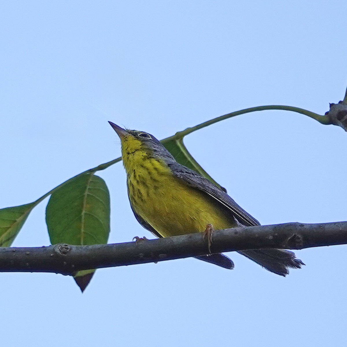 Canada Warbler - ML645925043