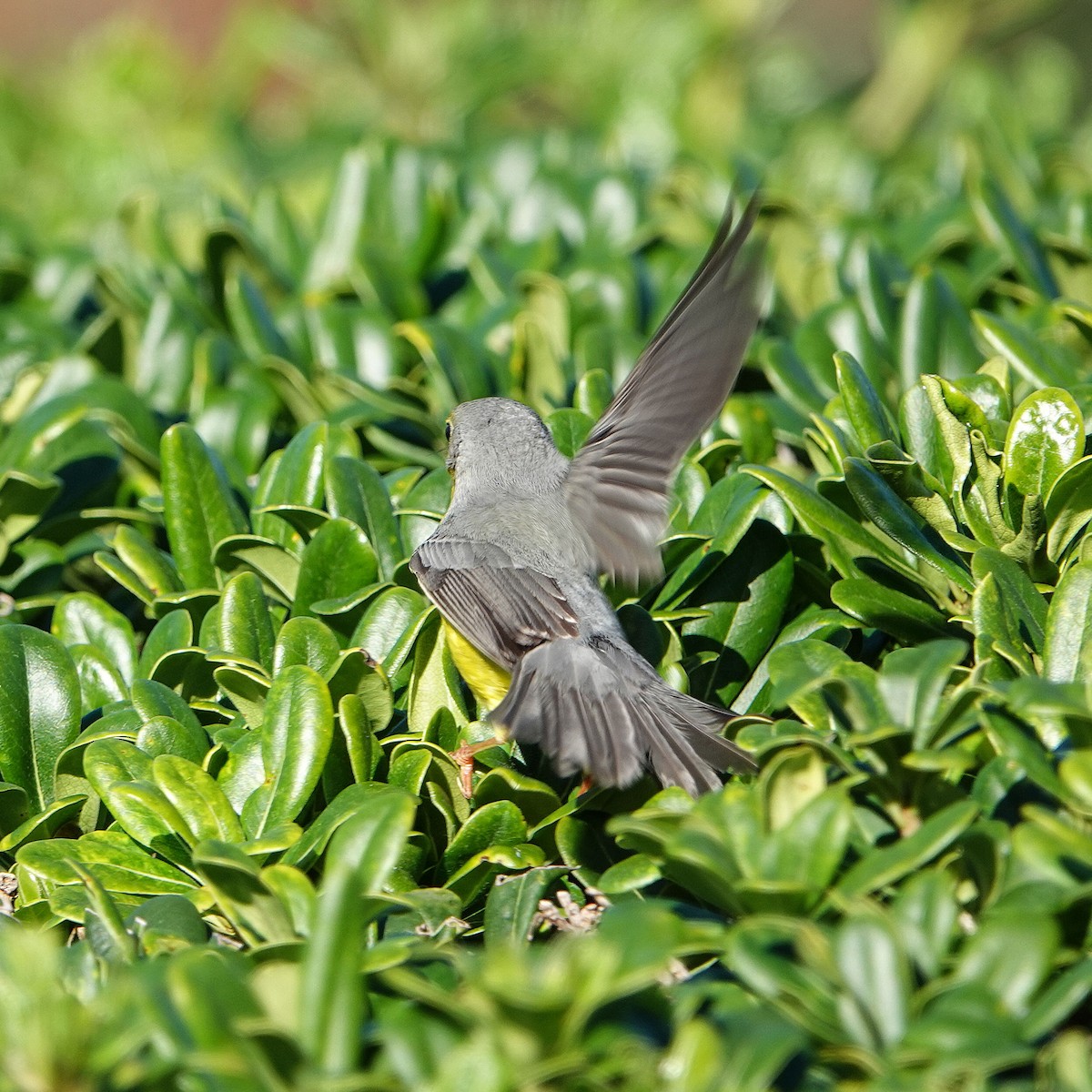 Canada Warbler - ML645925044
