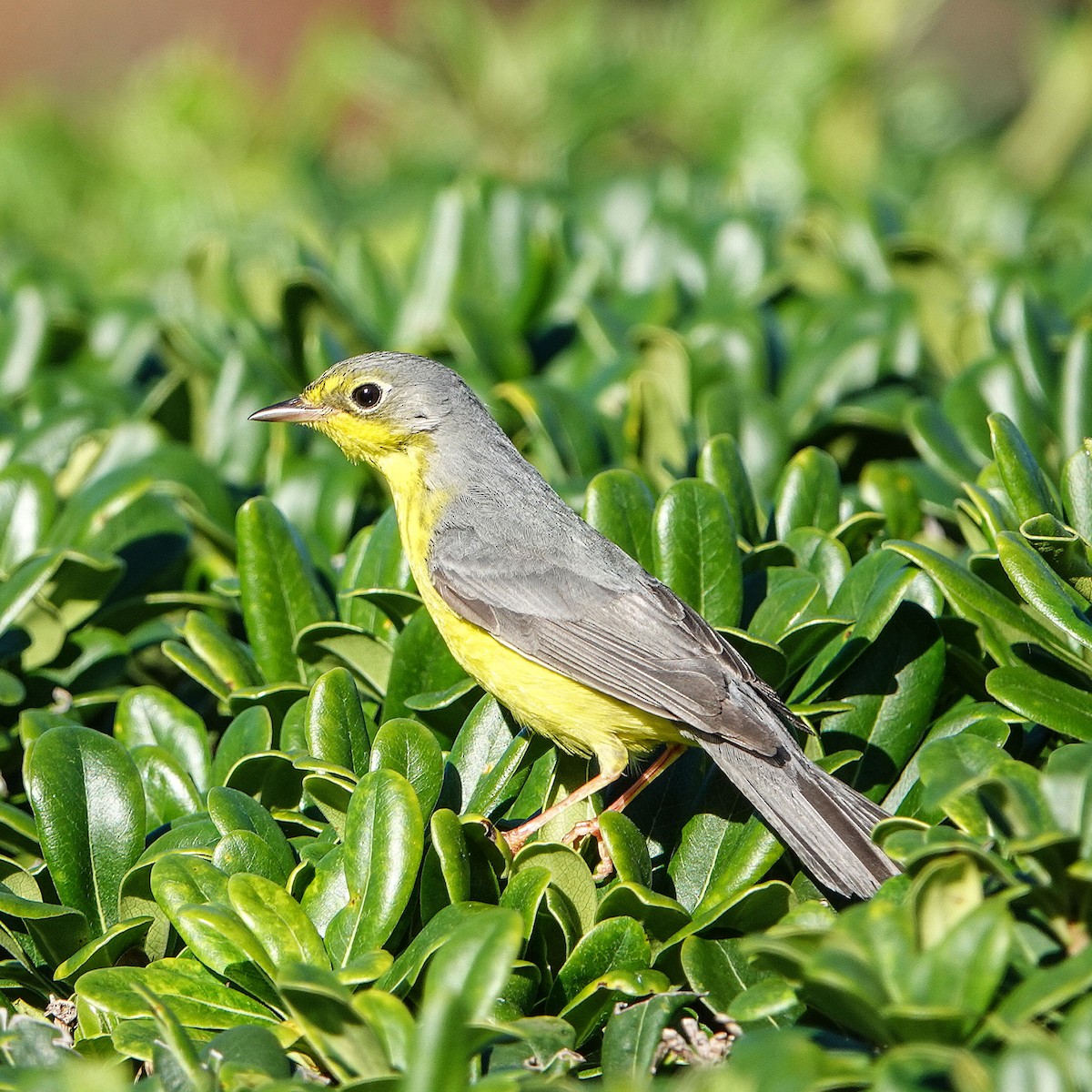 Canada Warbler - ML645925045