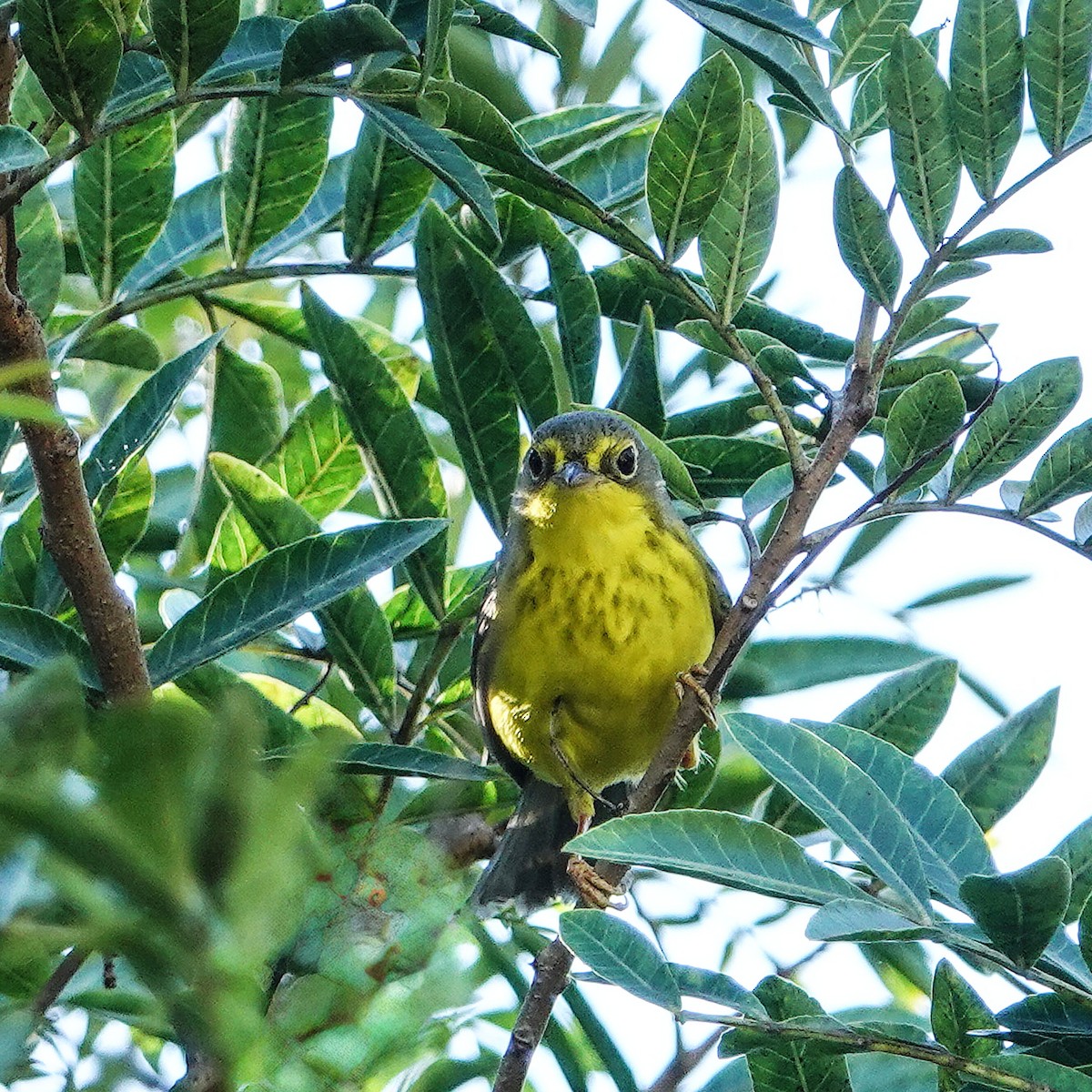 Canada Warbler - ML645925046