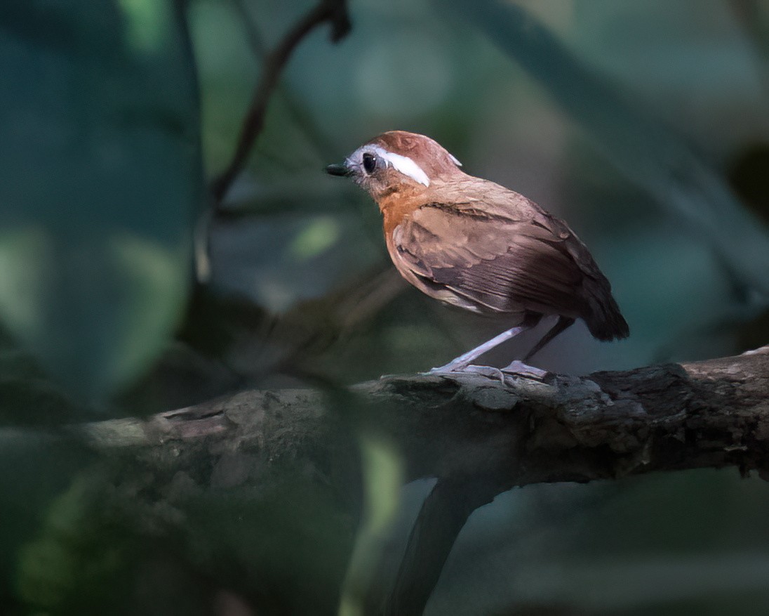 Conopophage à oreilles blanches - ML645925047