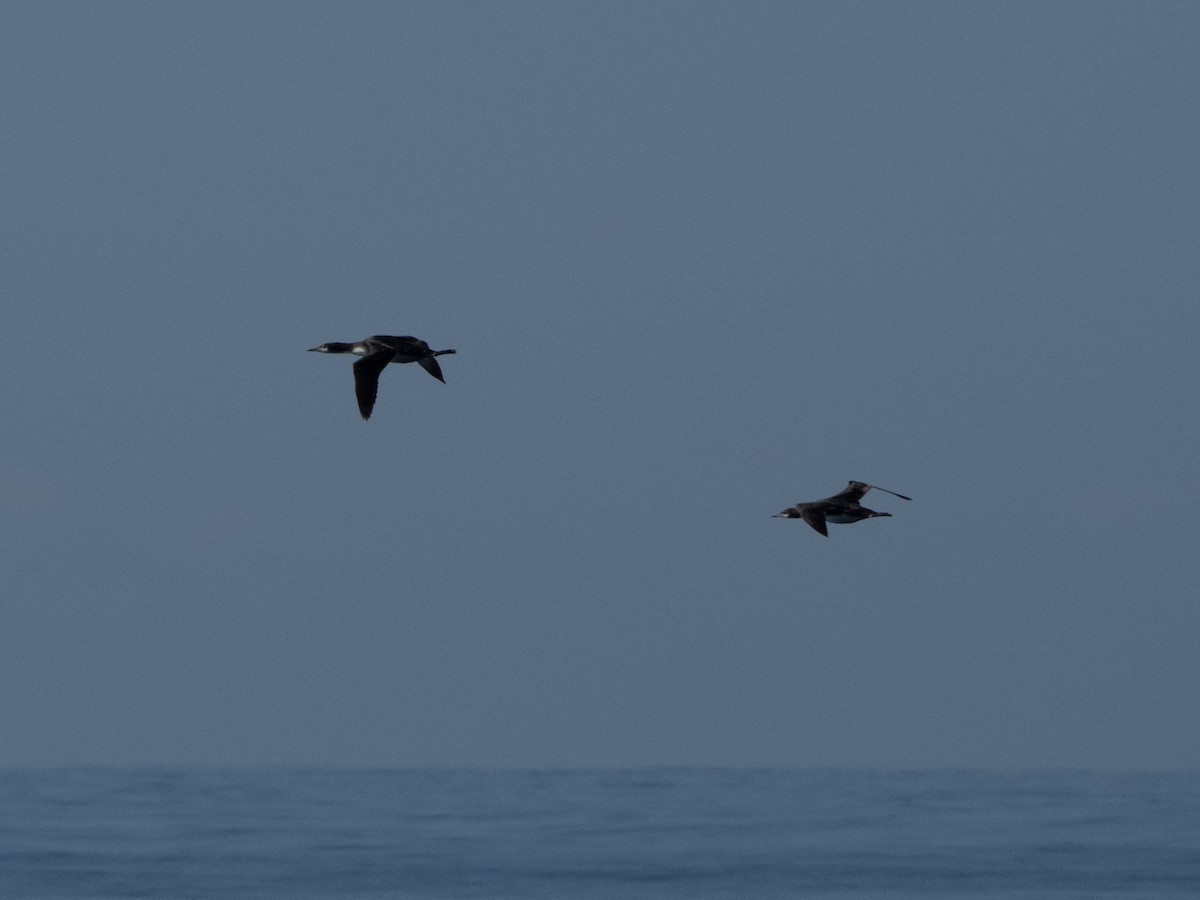 potáplice pacifická - ML645925048