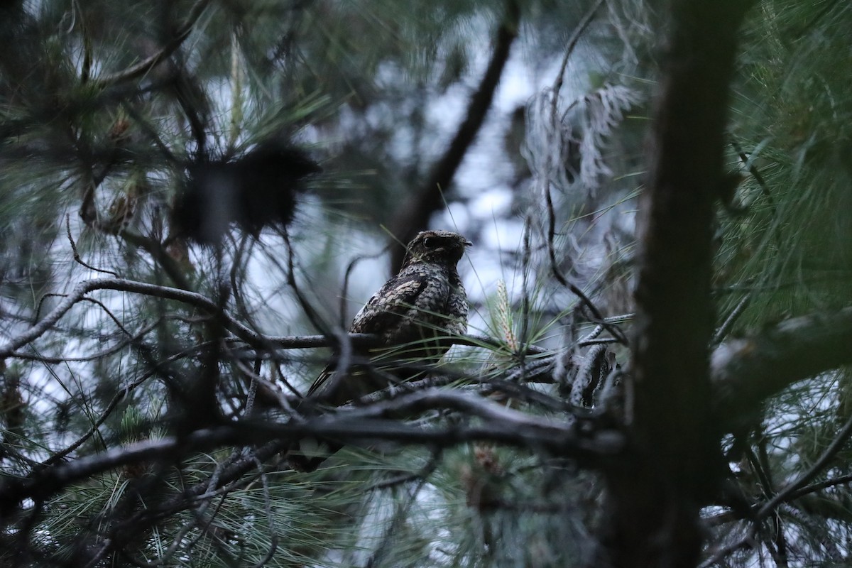 Gray Nightjar - ML645925050