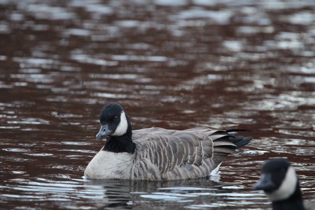 小加拿大雁 - ML645925053