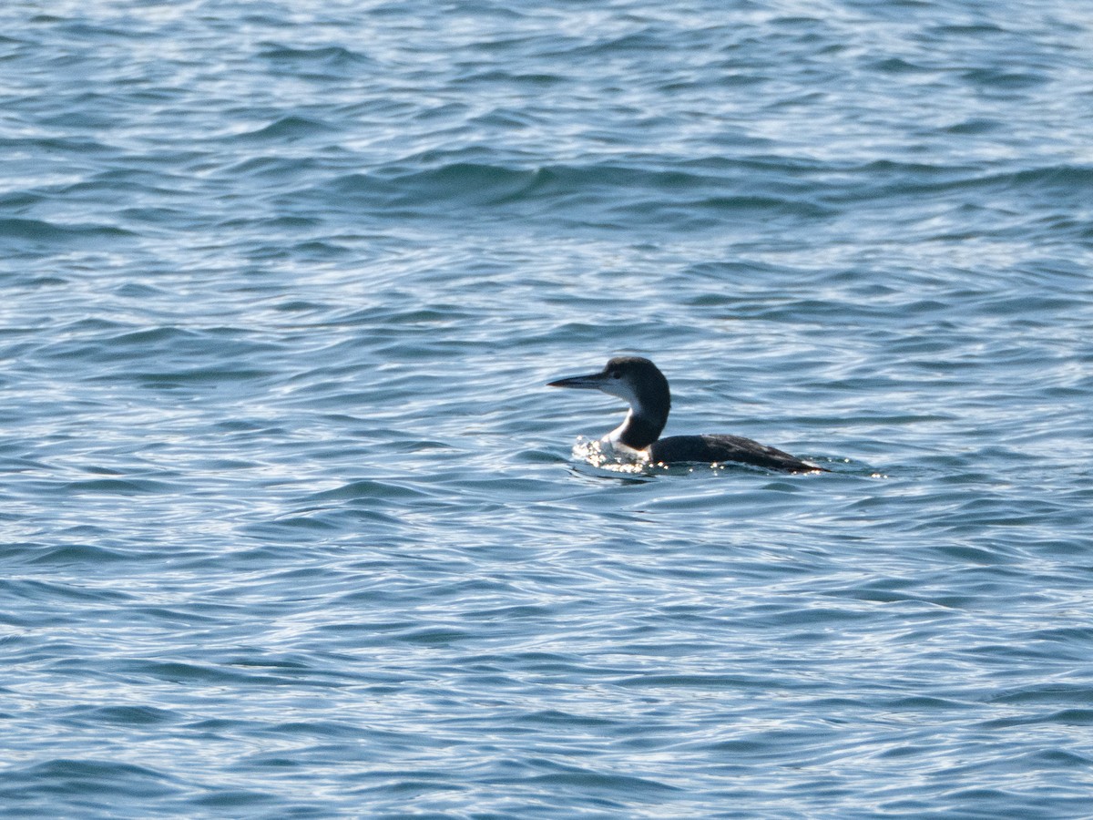 potáplice lední - ML645925056