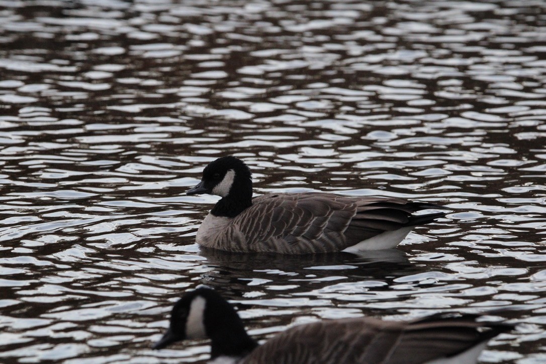 小加拿大雁 - ML645925057