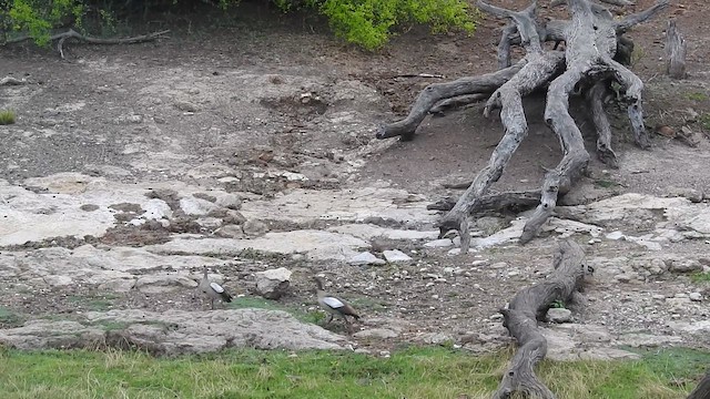 Egyptian Goose - ML645925062