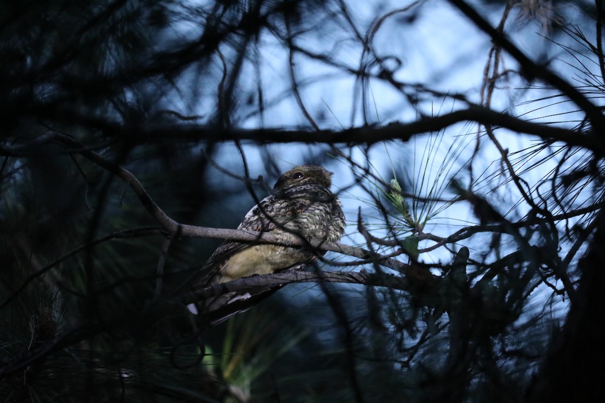 Gray Nightjar - ML645925071