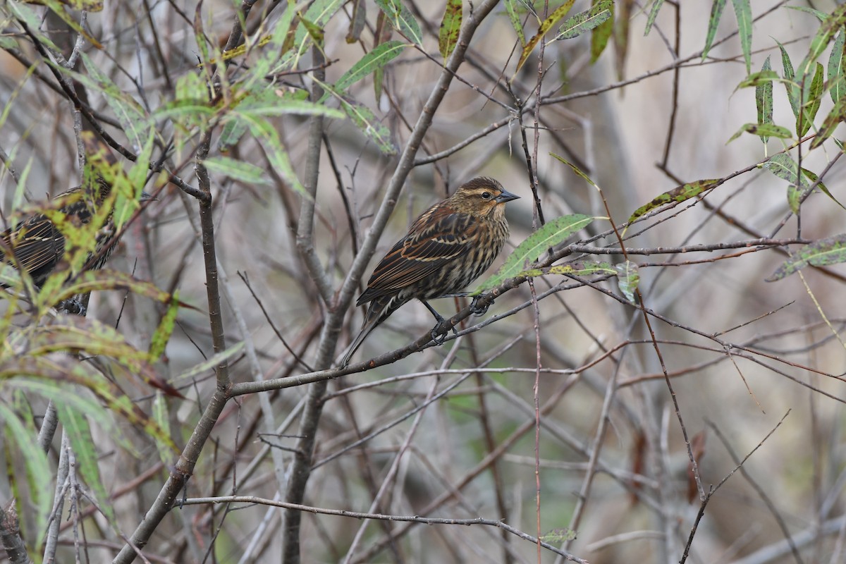 Red-winged Blackbird - ML645925096