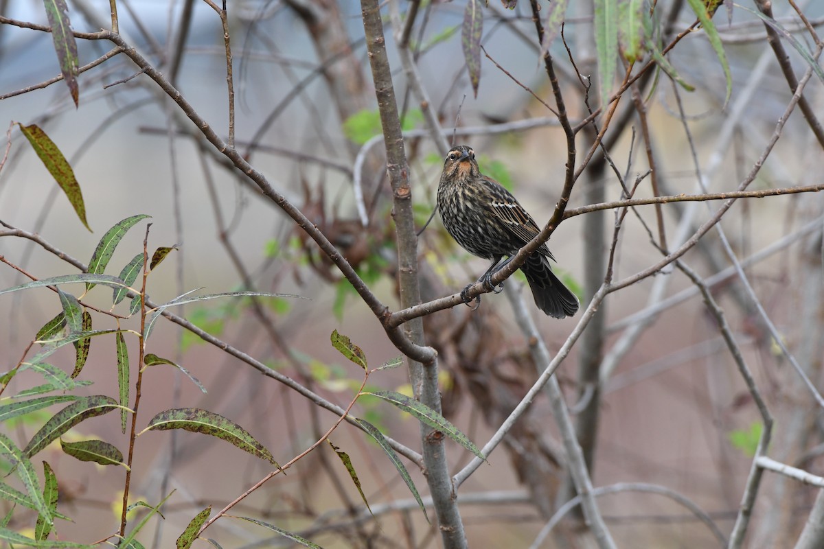 Red-winged Blackbird - ML645925097
