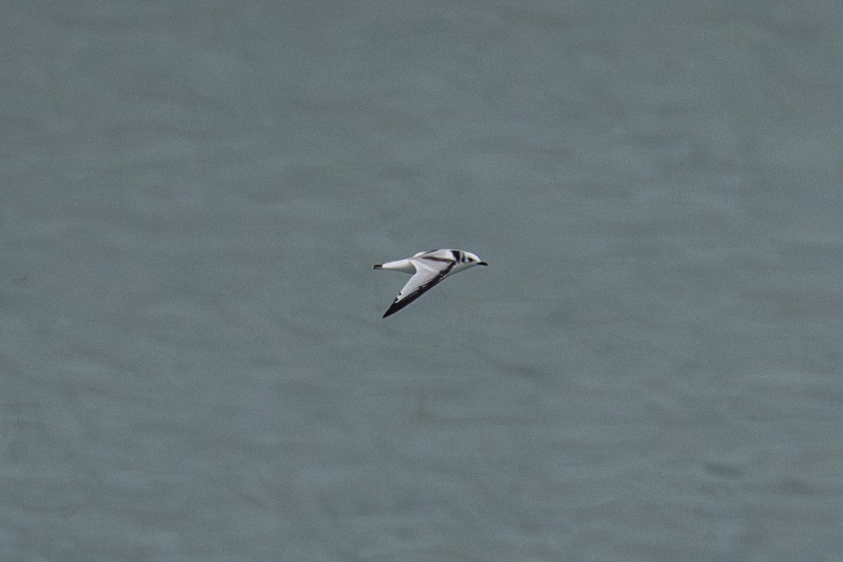 Black-legged Kittiwake - ML645925111