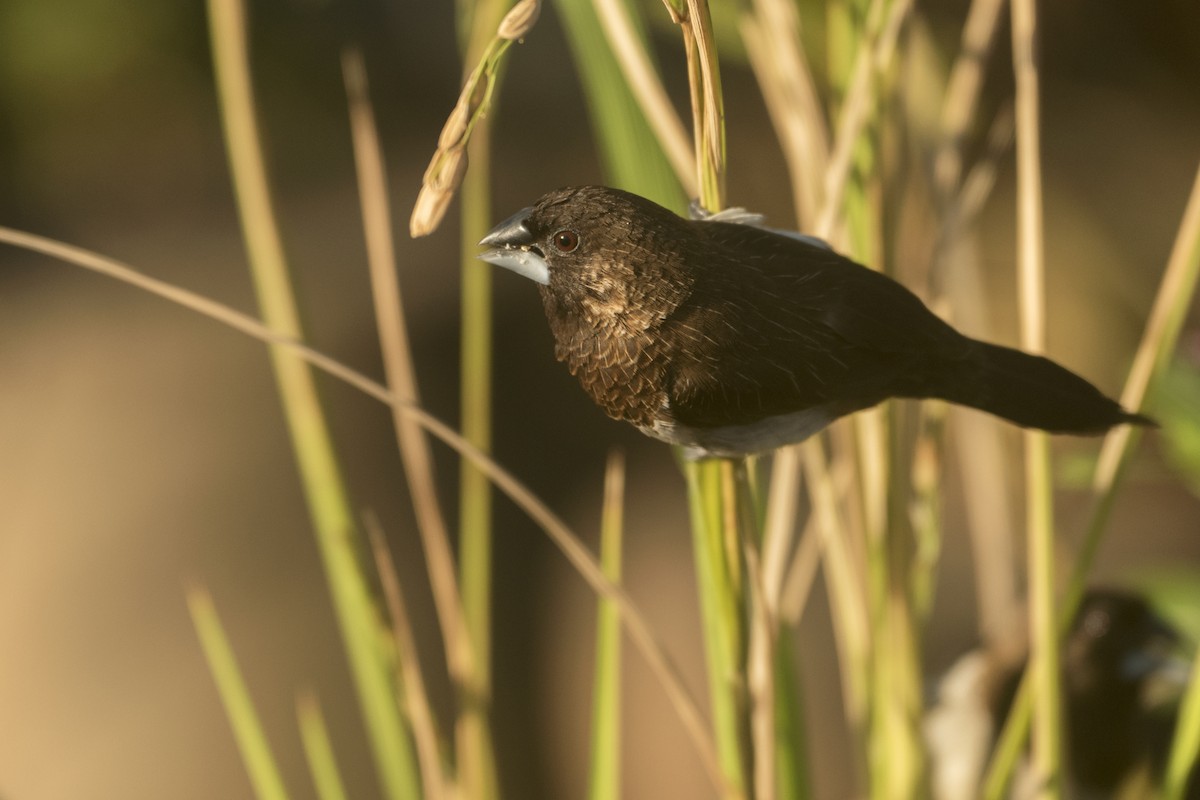 コシジロキンパラ - ML645925123