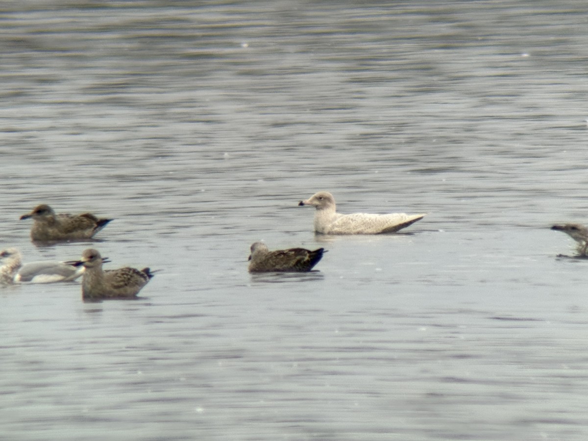 Gavión Hiperbóreo - ML645925124