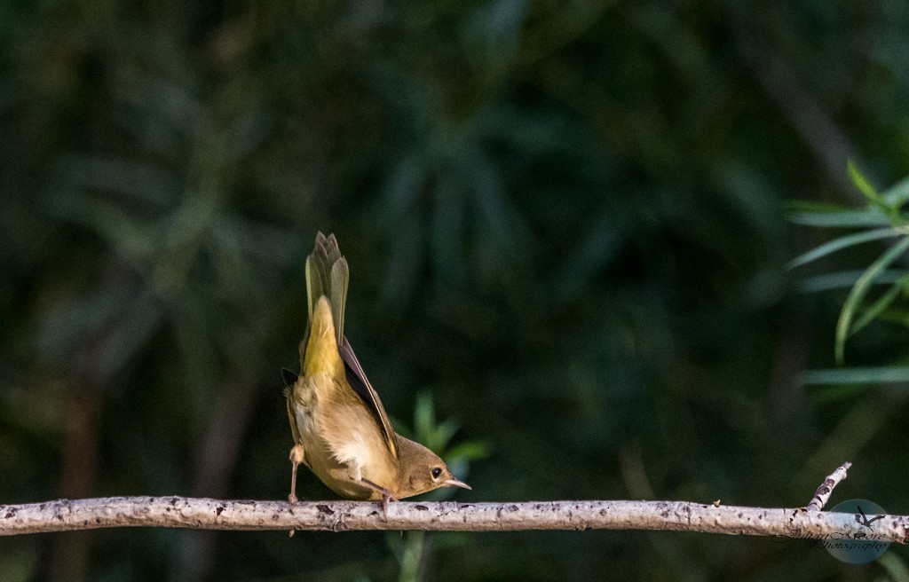 Common Yellowthroat - ML645925140