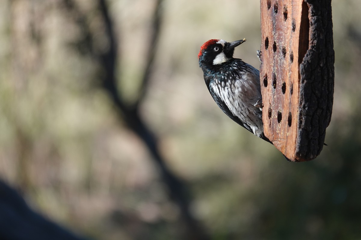 Acorn Woodpecker - ML645925143