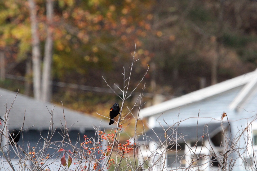 Red-winged Blackbird - ML645925144
