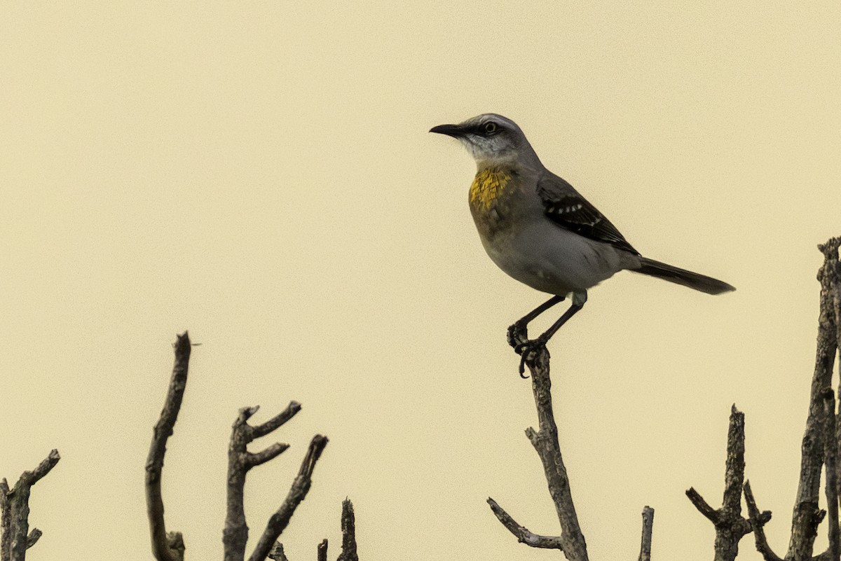 Tropikal Taklitçi - ML645925147