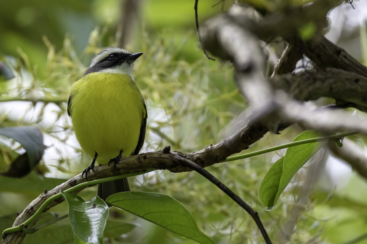 Sosyal Tiran - ML645925153