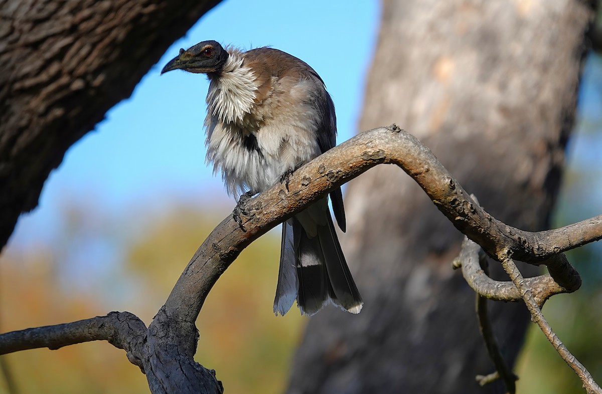 Noisy Friarbird - ML645925154