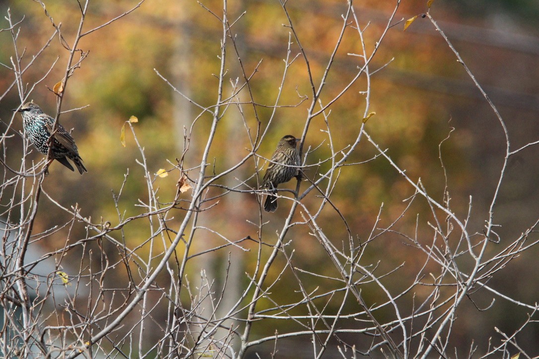 Red-winged Blackbird - ML645925155