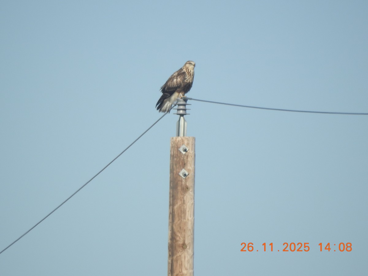 Rough-legged Hawk - ML645925156