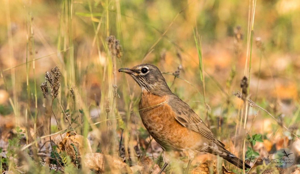 American Robin - ML645925159