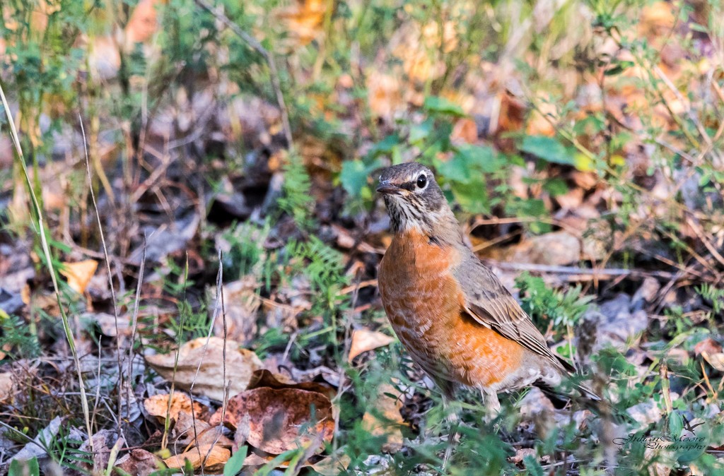 American Robin - ML645925160