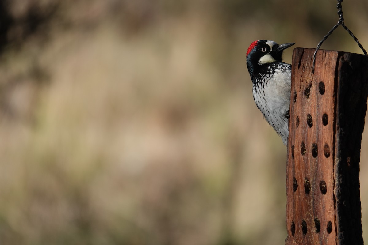 Acorn Woodpecker - ML645925161