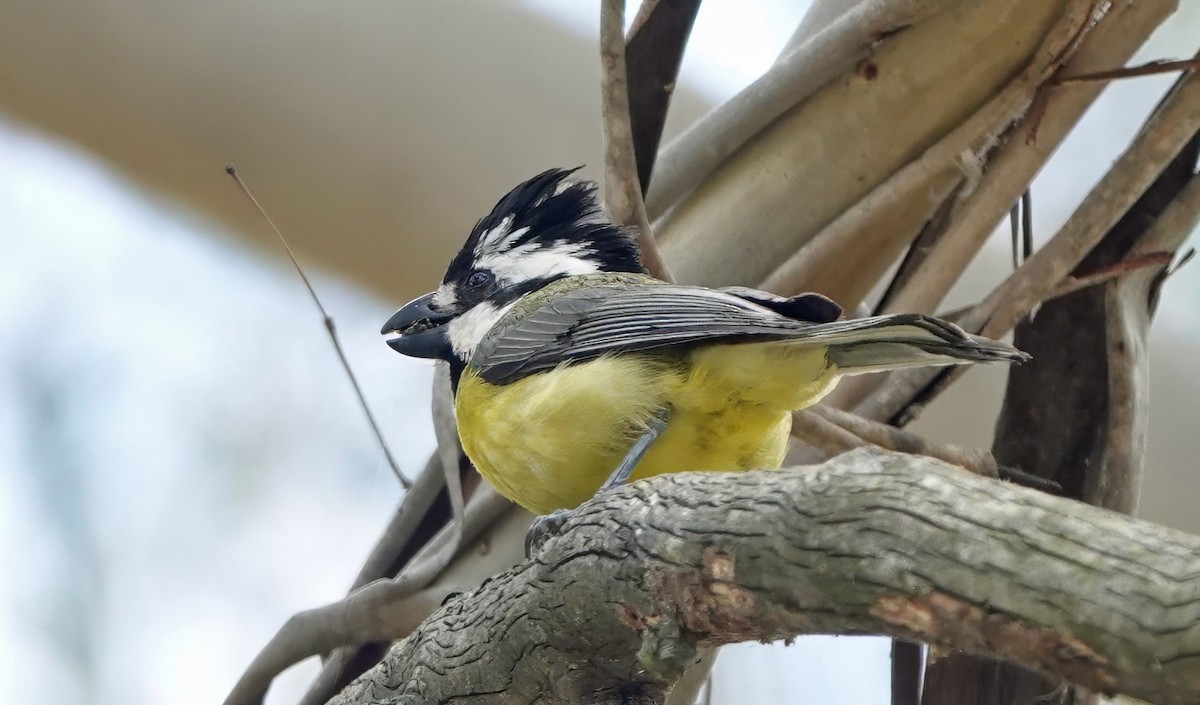 Eastern Shrike-tit - ML645925171
