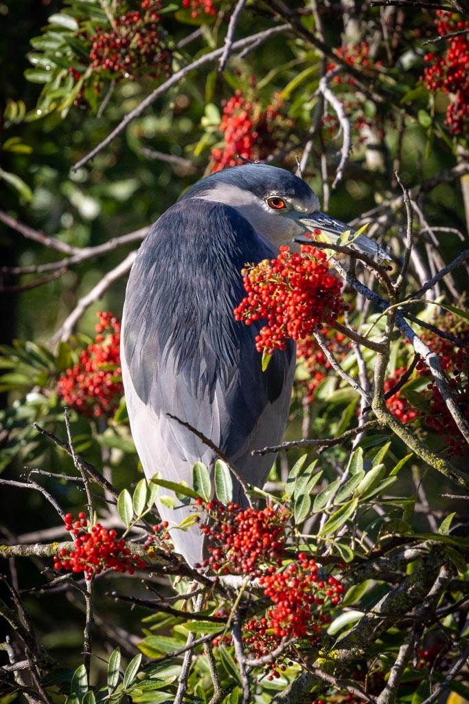 Black-crowned Night Heron - ML645925175