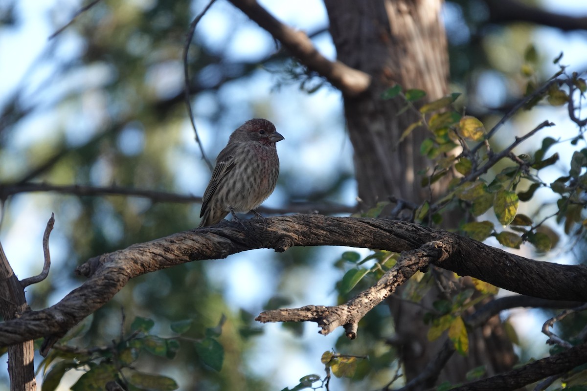 House Finch - ML645925187
