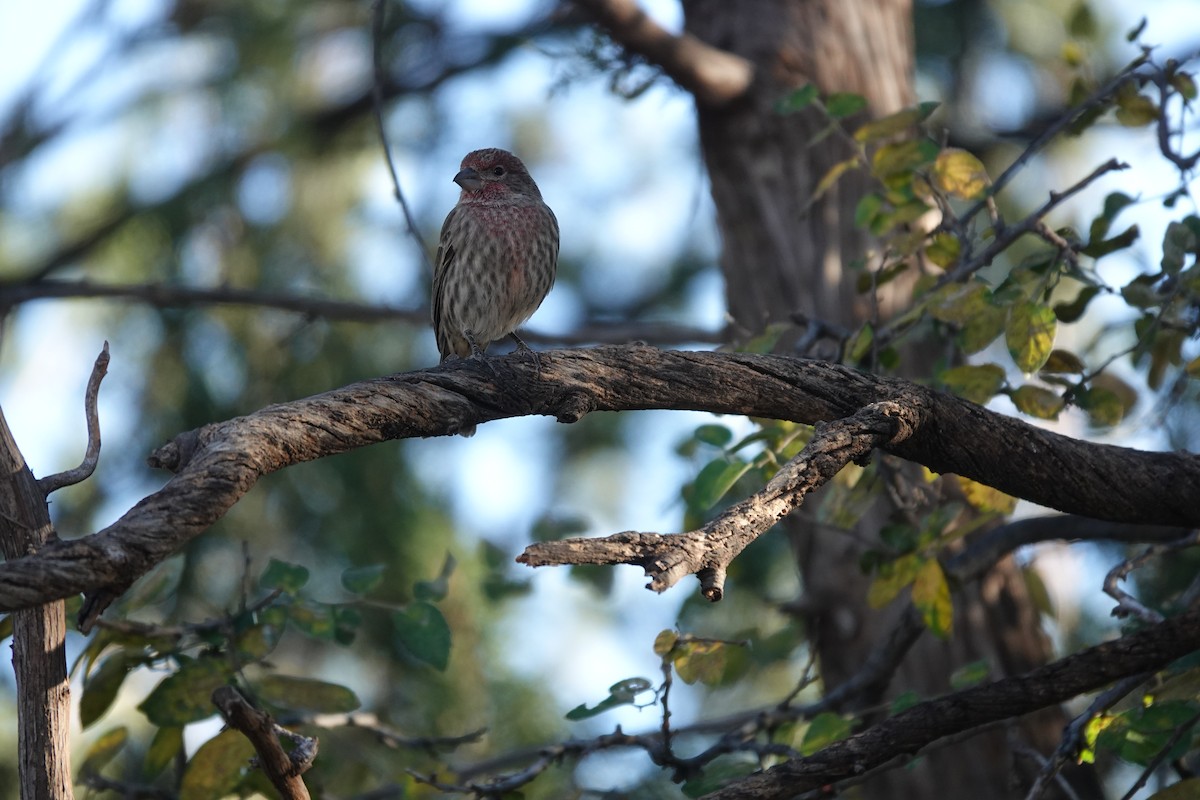 House Finch - ML645925188