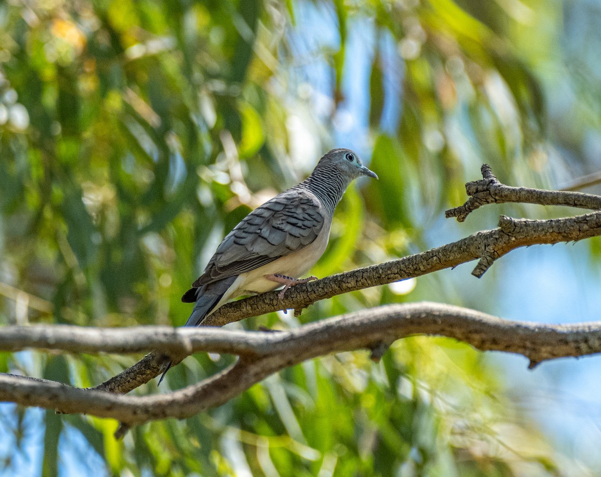 Peaceful Dove - ML645925192