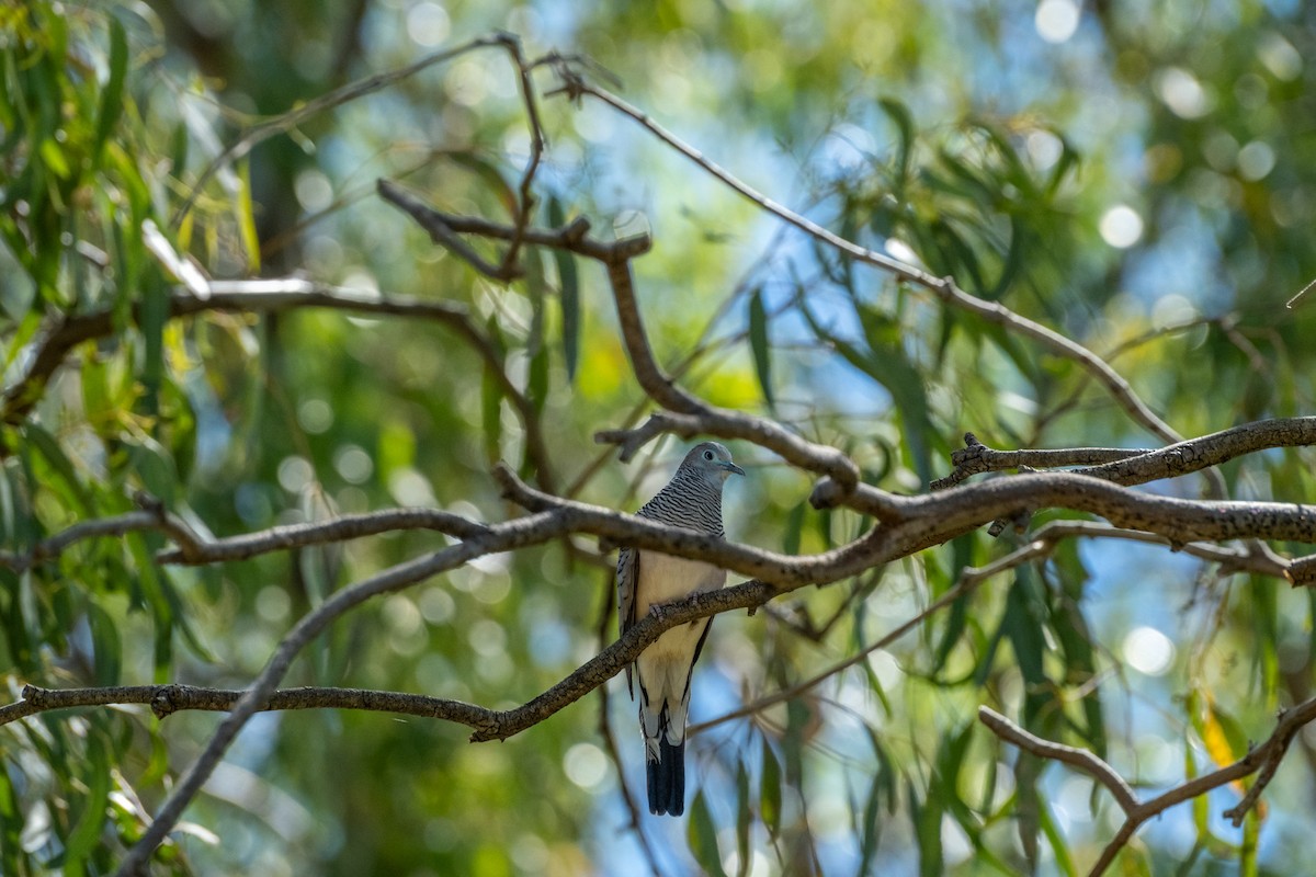 Peaceful Dove - ML645925193