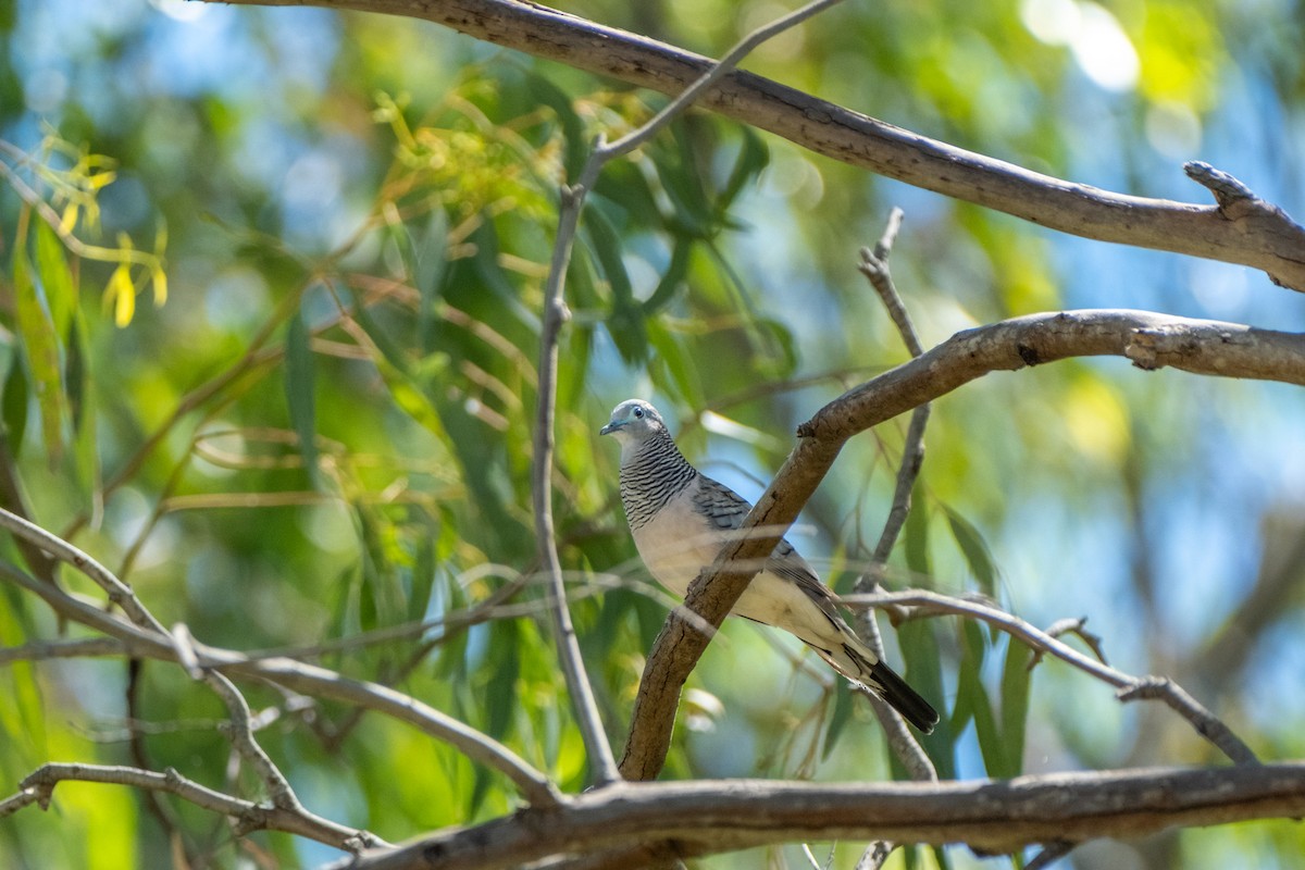 Peaceful Dove - ML645925194