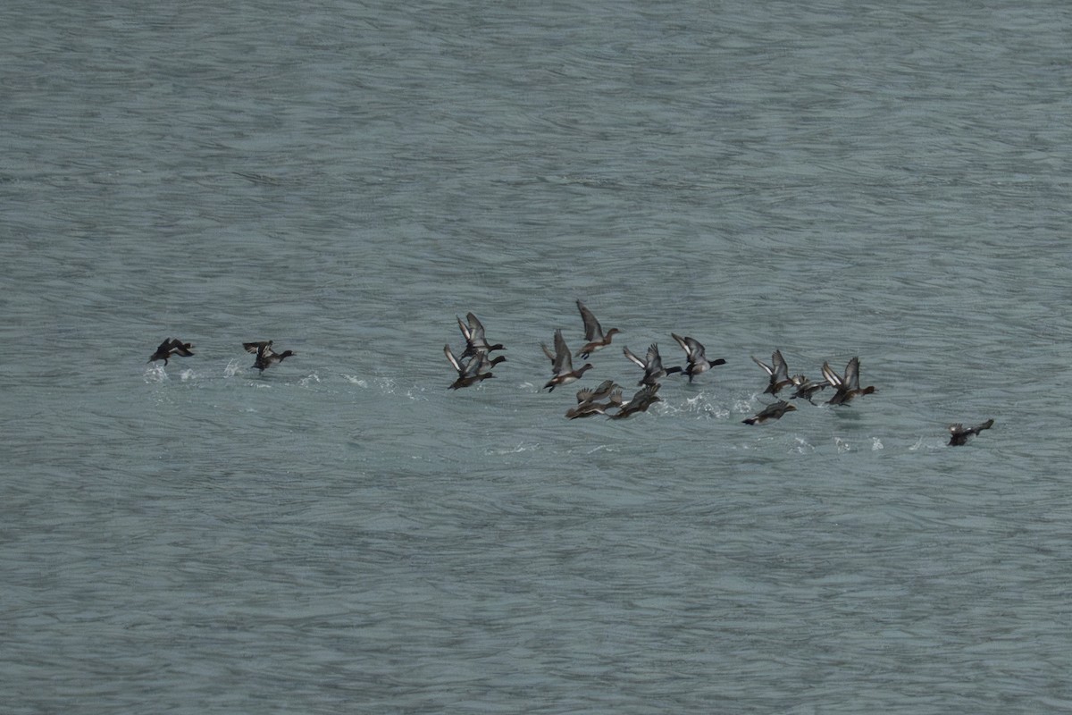 American Wigeon - ML645925195
